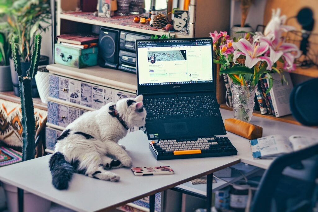 Home office with cat