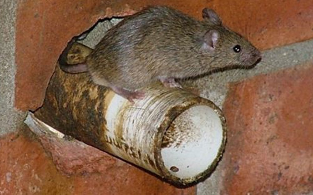A rat perched on a plumbing pipe with an open gap — illustrating how cyber threats exploit unsecured entry points